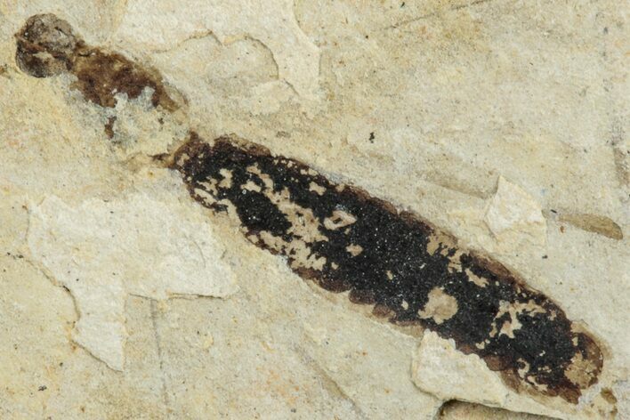 Detailed Fossil Crane Fly (Tipula) Larva - France #256802
